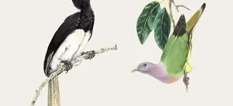 Курс История книжной иллюстрации от undefined