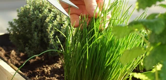 Курс Создайте участок мечты – бесплатный курс от Skillbox