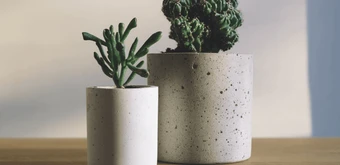 Курс Горшечные растения от Skillbox