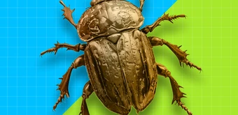 Курс Инженер по тестированию с нуля (индивидуальный тариф) от Skypro